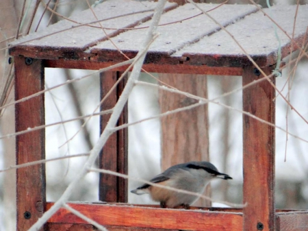 ������ ������ � ������  ����-���������