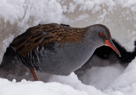 �����-2021: ������ �����, ������-�������