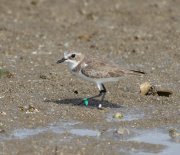 Charadrius leschenaultia - ��� ������������