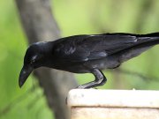 Corvus macrorhynchos  Wagler, 1827	Large-billed Crow
������ ������������