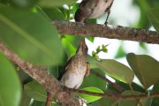 ����� ���������� (Turdus hauxwelli)