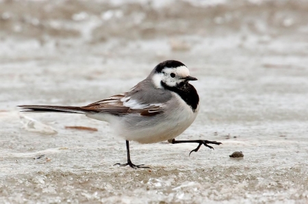 ����� � 2012: ���� �� ����. 31  �����