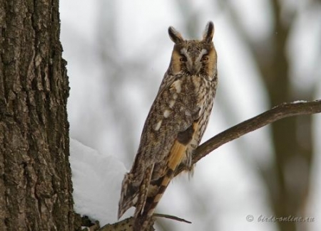 � ���������� ��� ���� ������� ������ � ����