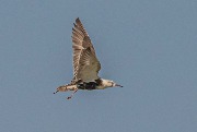 DSC_0336.jpg