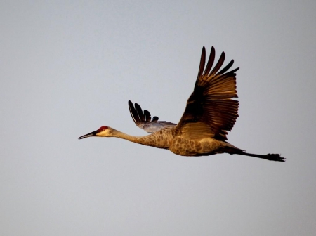 ������ ������� ��������� ��������