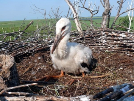 ������� ������� �� ������