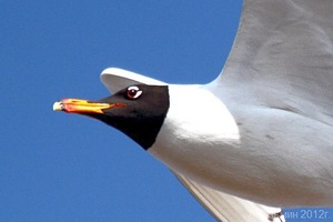 ����� � 2012: ���� �� ����. 22  �����