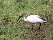 Threskiornis melanocephalus  (Latham, 1790) Black-headed Ibis	
���� ������������