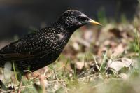 ������� ������������ (Sturnus vulgaris)