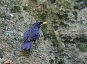 Myophonus caeruleus - ����� �����