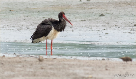 ������� �������� �������� ��� 2015�. ����.