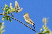 �������� ���������� (Hippolais caligata). 04.06.2016. ������� ���.