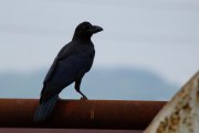 ZOO_5163.jpg