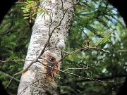 ��������� (Aegithalos caudatus). Heinavesi, 2016.