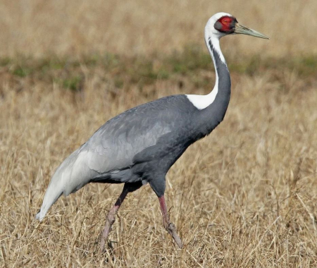 ��������� ���� ���� �������� ��������