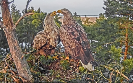 ���-������ �� ����� ����