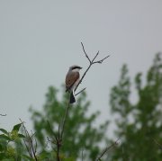DSCF3190.jpg