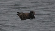 larus