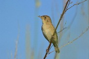 �������� ���������� (Hippolais caligata). 09.07.2016. ������� ���.