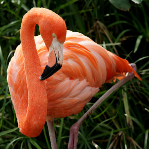 �������� ������ ������������ � ����������.