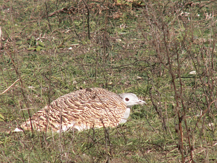 ����� ��� ������ �����