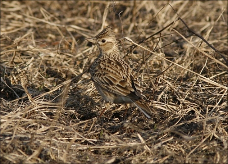 �����-2019: ���� �� ����, ������ �����