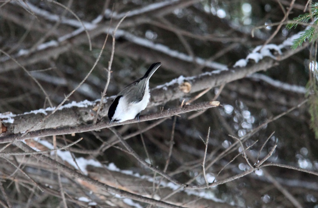 ����� ���� ��� - 5.12.15