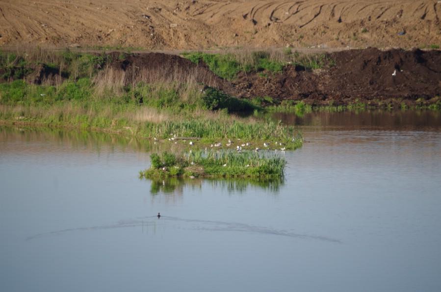 ����: �. �������