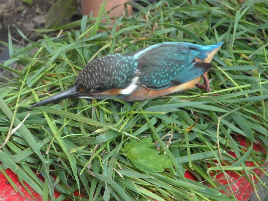 ��������� � �������-�������