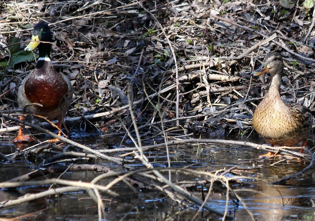 кряквы1.JPG кряквы1.JPG