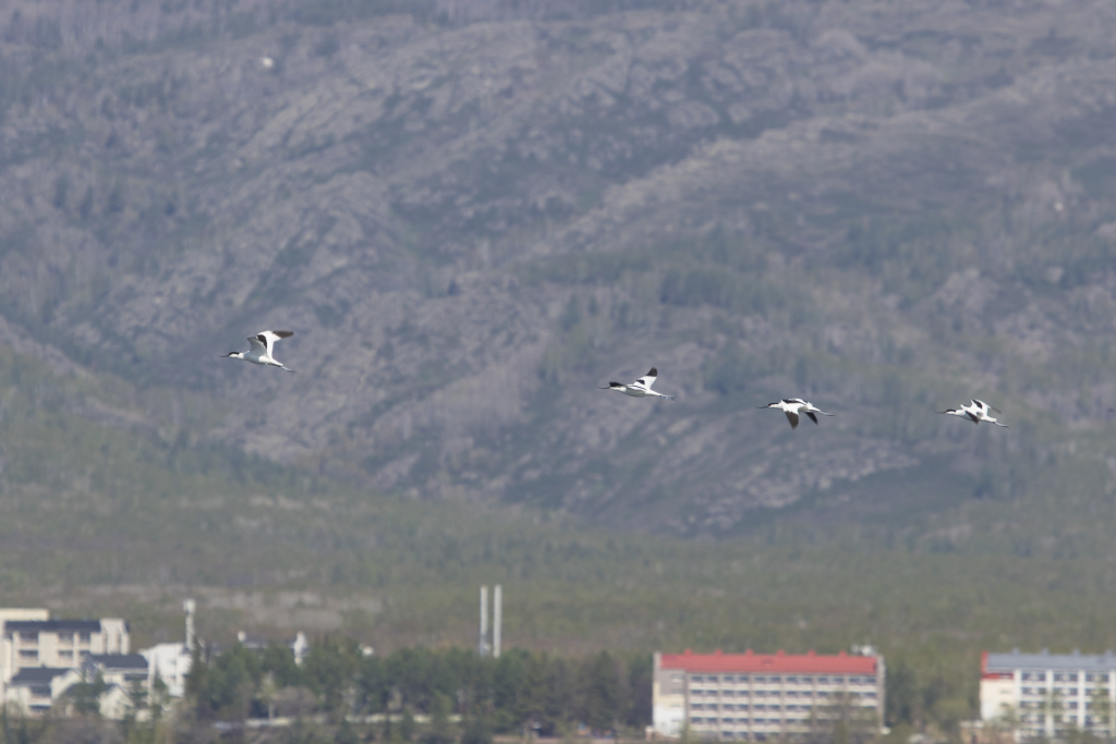 6.Шилоклювки 5.05.23 Абзелиловский р-н, оз. Якты-куль (Банное)фото Полежанкиной П.Г..jpg