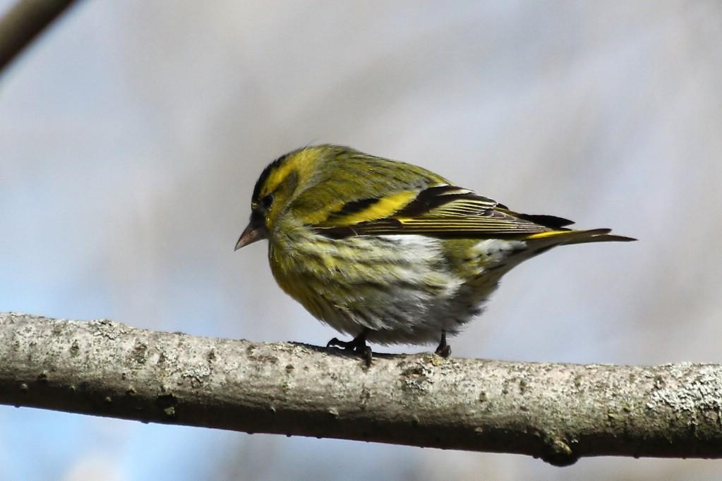 чижик.JPG чижик.JPG