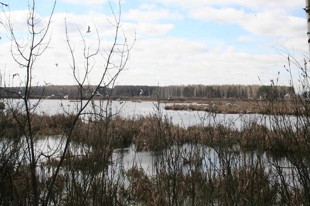 ����: �. �������