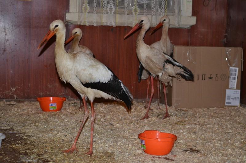 Ciconia.JPG