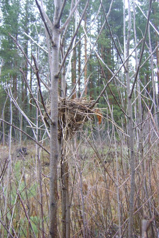 ��� 3.������,��� � ����.