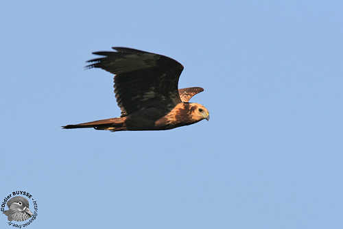 ��������� �������� ����