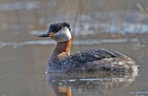 ��������� �������