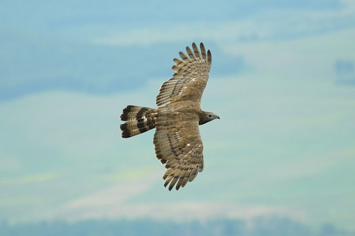 �������� �����