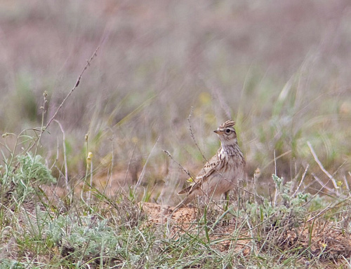 ������� ���������