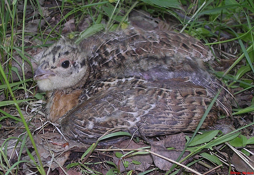 ������ ������� 