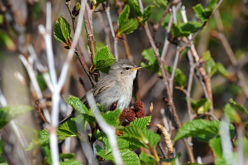 ����� �������