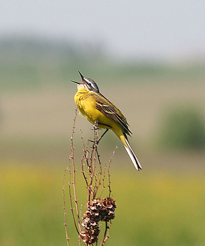 ������ ����������