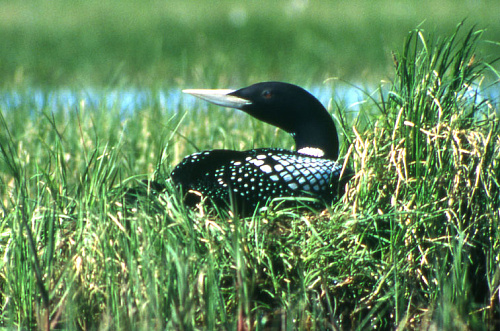 ���������� ������ �� ������