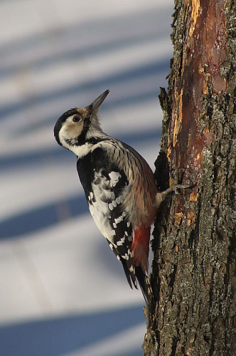 ����������� �����