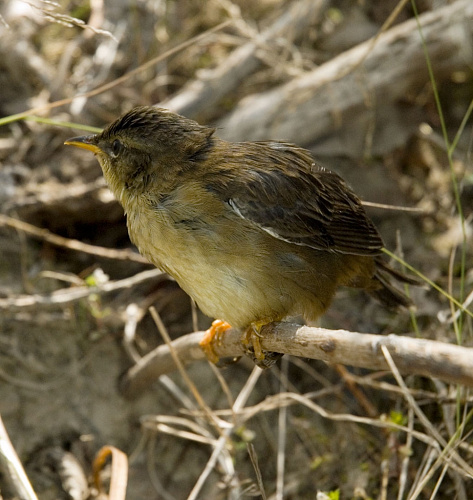 ������ �������