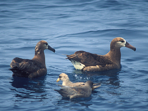 ���������� ���������