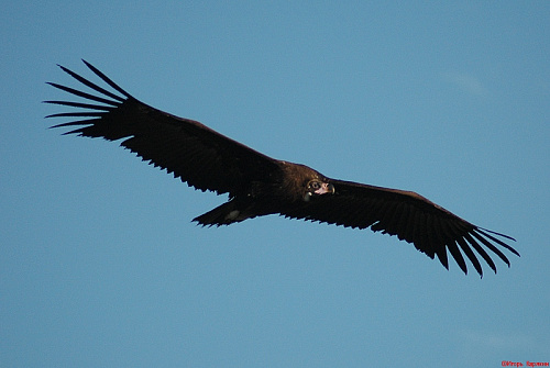 ������ ����