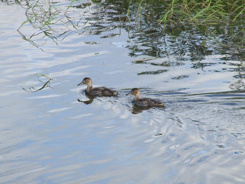 ����� ������