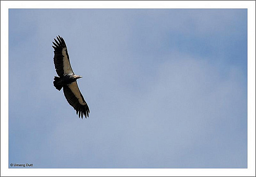 ����������� ����