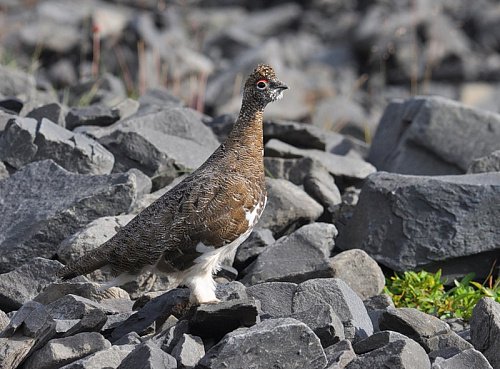 ������ �������